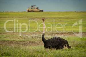 Male ostrich on grass with jeep behind