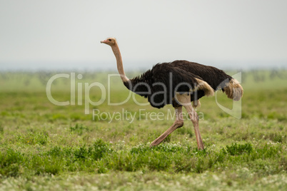 Male ostrich running on lush grassy plain
