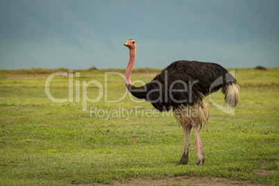 Male ostrich on grassland looks at camera