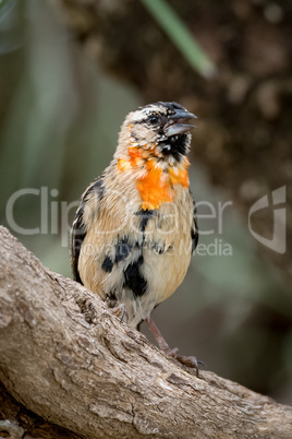Male southern red bishop with transition plumage