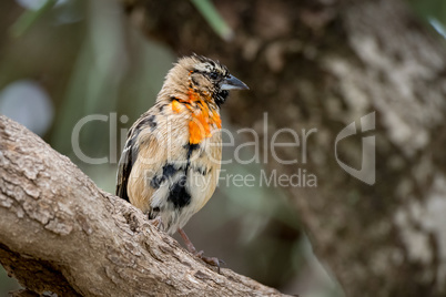 Male southern red bishop in transition plumage
