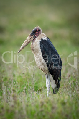 Marabou stork standing on flat grassy plain