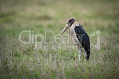Marabou stork standing on flat grassy savannah