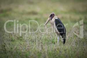 Marabou stork standing on flat grassy savannah