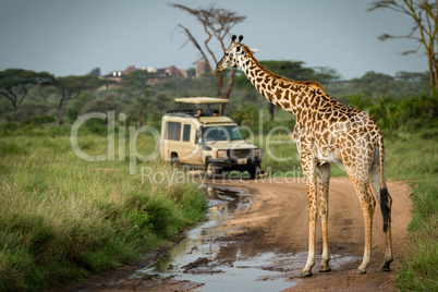 Masai giraffe blocking flooded track for jeep
