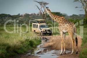 Masai giraffe blocking flooded track for jeep