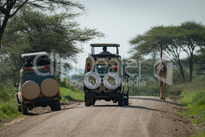 Masai giraffe blocking road for two jeeps