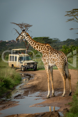 Masai giraffe blocks flooded road for jeep