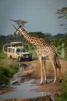 Masai giraffe blocks flooded road for jeep