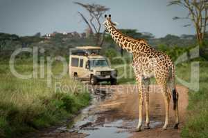 Masai giraffe blocks flooded track for jeep