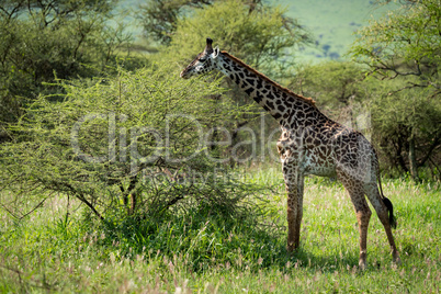Masai giraffe browses bush in grassy clearing
