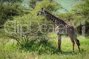 Masai giraffe browses bush in grassy clearing