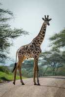 Masai giraffe crosses dirt road among trees