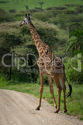 Masai giraffe crosses dirt road beside trees