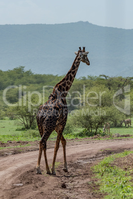 Masai giraffe crosses dirt track on savannah