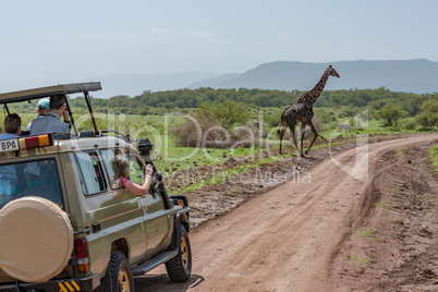 Masai giraffe crosses dirt track past jeep