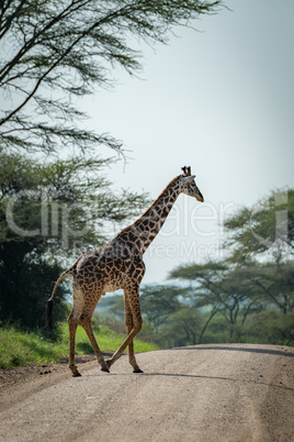 Masai giraffe crosses road lined by trees