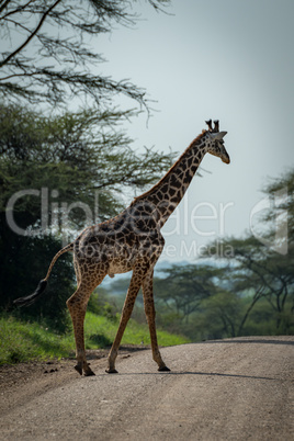 Masai giraffe crosses track lined by trees