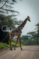 Masai giraffe crosses track lined by trees