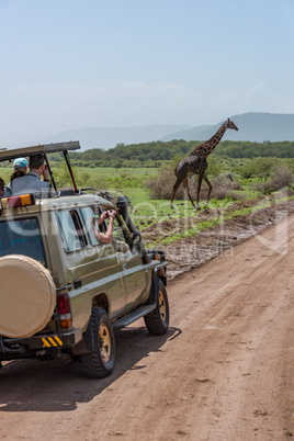 Masai giraffe crossing dirt track past jeep