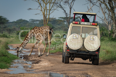 Masai giraffe drinks from puddle blocking jeep