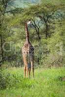 Masai giraffe looks over shoulder in clearing