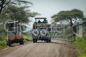 Masai giraffe photographed by tourists in jeeps