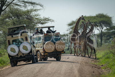 Masai giraffe seen by tourists in jeeps