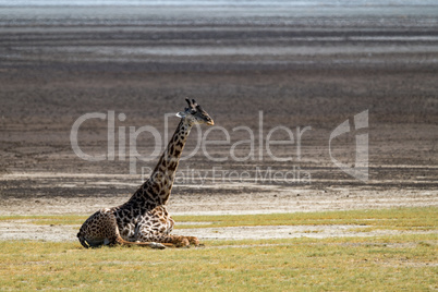 Masai giraffe sitting on grass by lake