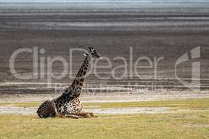 Masai giraffe sitting on grass by lake