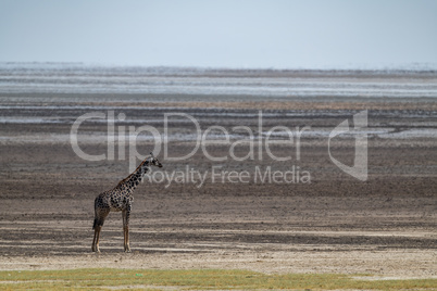 Masai giraffe standing by dried-up lake bed