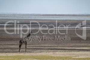 Masai giraffe standing by dried-up lake bed