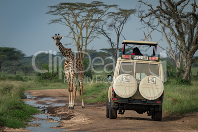 Masai giraffe stands before jeep on track