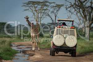 Masai giraffe stands before jeep on track