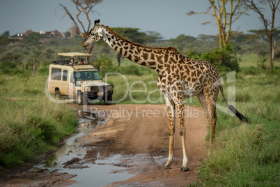 Masai giraffe stands in front of jeep