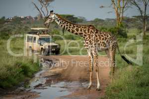Masai giraffe stands in front of jeep