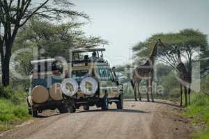 Masai giraffe watched by tourists in jeeps