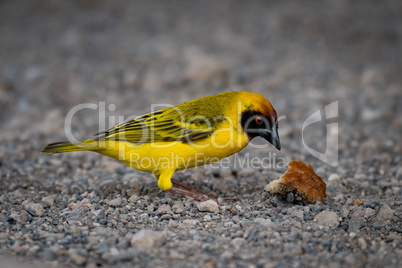 Masked weaver bird and crust on gravel