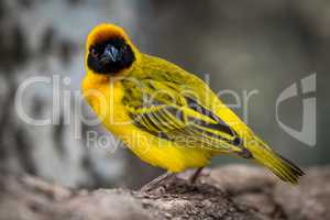 Masked weaver bird facing camera on log