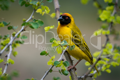 Masked weaver bird on branch facing camera