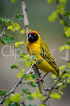 Masked weaver bird on branch turning head