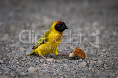 Masked weaver bird on gravel with crust