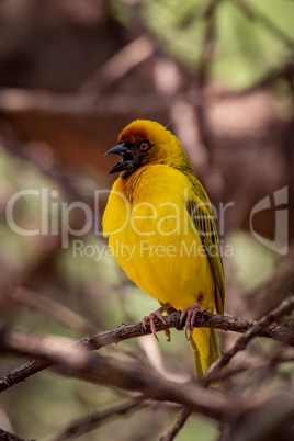 Masked weaver bird opens mouth on branch