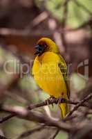 Masked weaver bird opens mouth on branch