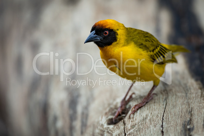 Masked weaver bird perched on dead log