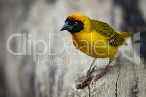 Masked weaver bird perched on dead log