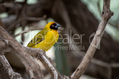 Masked weaver bird perched on dry branch
