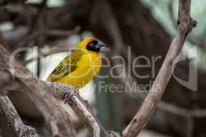 Masked weaver bird perched on dry branch