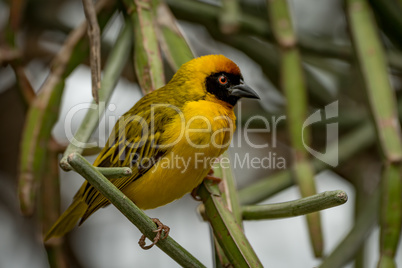 Masked weaver bird perched on green branches