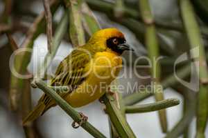 Masked weaver bird perched on green branches